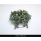 Garland