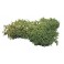 Lichen