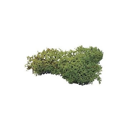 Lichen