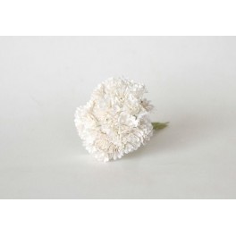 Gypsophila Paniculata