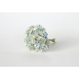 Gypsophila Paniculata