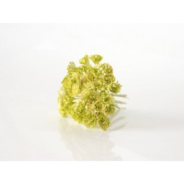 Gypsophila Paniculata
