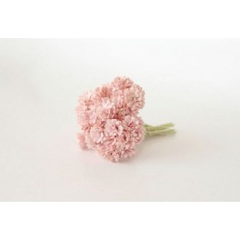 Gypsophila Paniculata