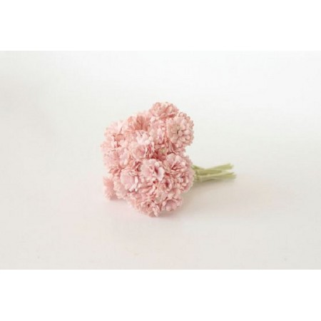 Gypsophila Paniculata